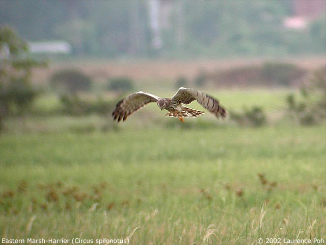 Eastern Marsh-Harrier (Circus spilonotus)