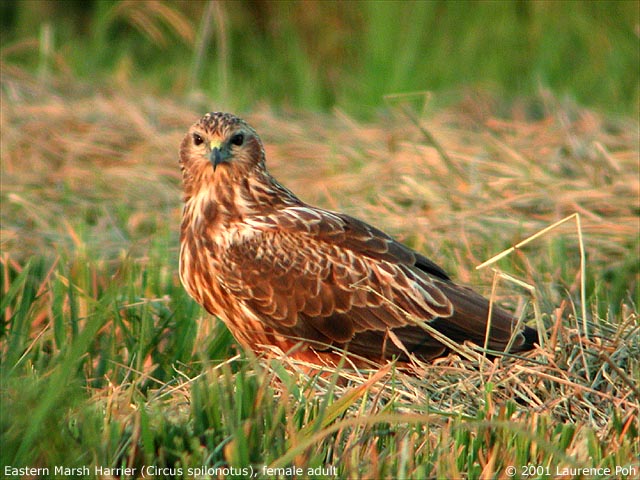 Eastern Marsh Harrier (Circus spilonotus), female
