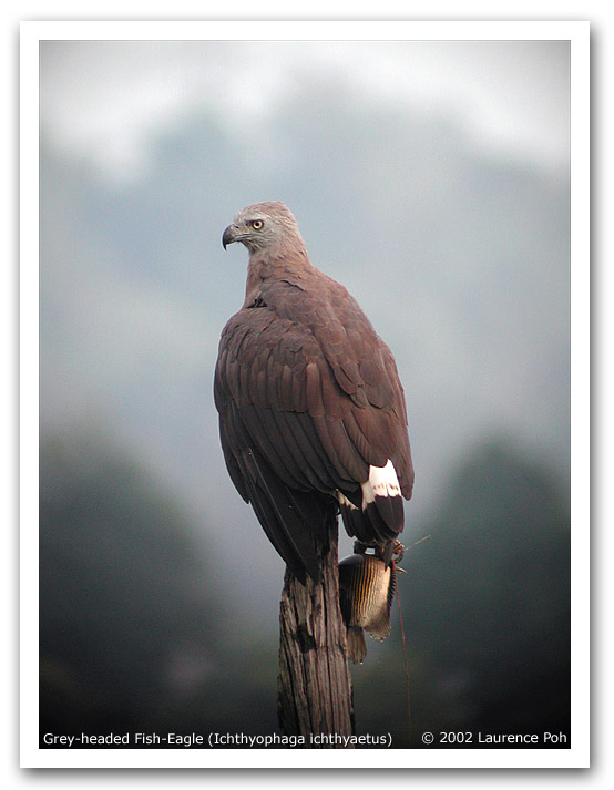 Grey-headed Fish-Eagle (Ichthyophaga ichthyaetus)