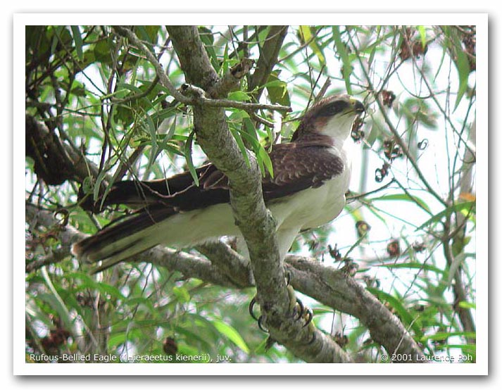 Rufous-bellied Eagle (Juvenile)