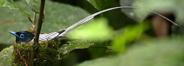 Asian Paradise Flycatcher (Terpsiphone paradisi)