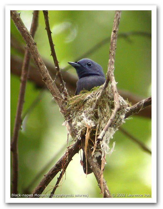 Black-naped Monarch (Hypothymis azurea)