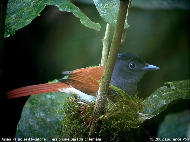 Asian Paradise-Flycatcher (Terpsiphone paradisi), female