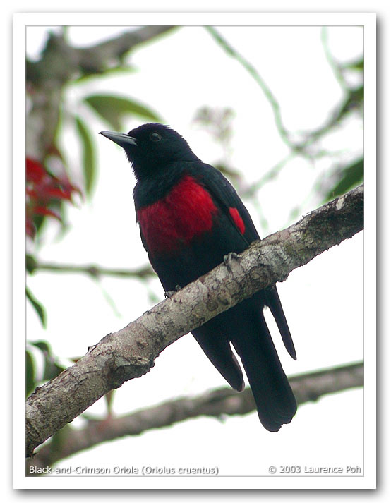 Black-and-Crimson Oriole (Oriolus cruentus)