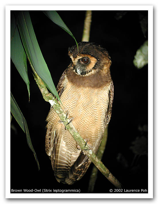 Brown Wood Owl (Strix leptogrammica)