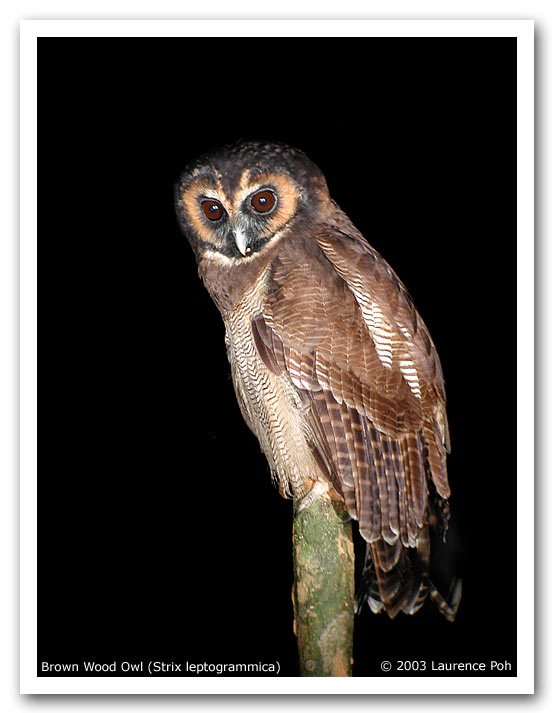 Brown Wood Owl (Strix leptogrammica)