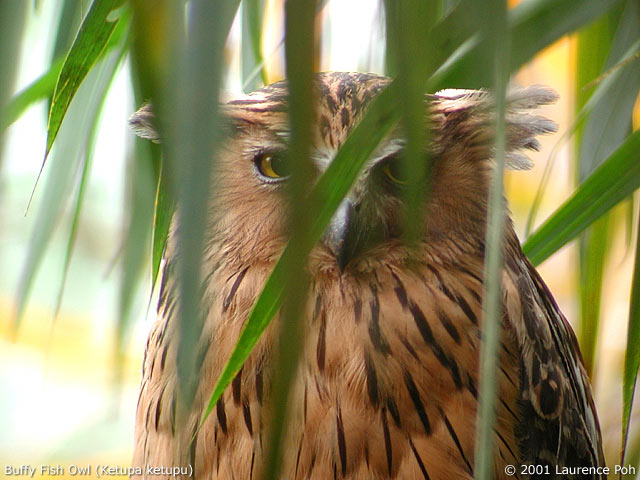 Buffy Fish Owl (Ketupa ketupu)