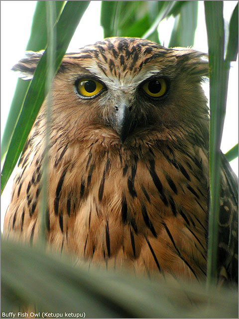 Buffy Fish Owl (Ketupa ketupu)