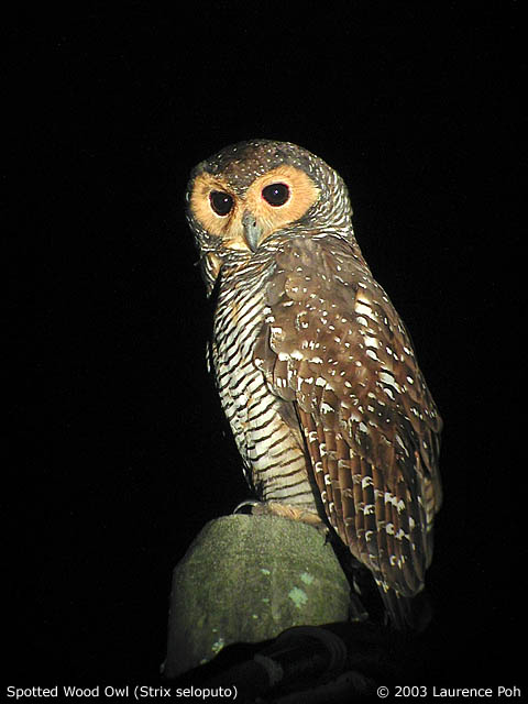 Spotted Wood Owl (Strix seloputo)