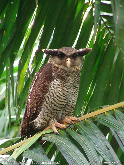 Barred Eagle Owl (Bubo sumatranus)