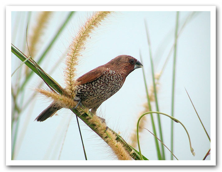 Scaly-breasted Munia (Lonchura punctulata)