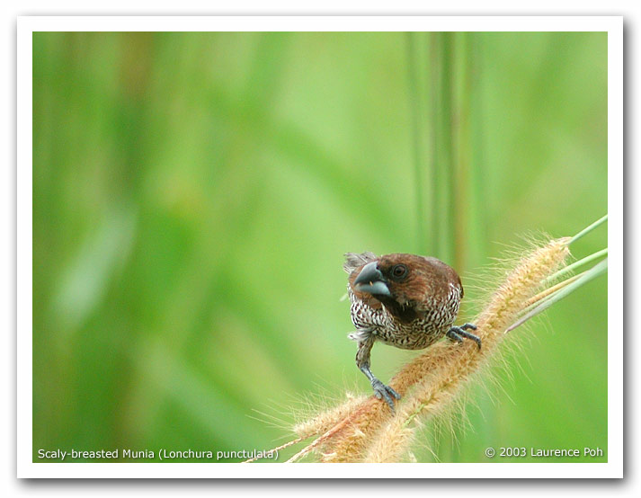 Scaly-breasted Munia (Lonchura punctulata)
