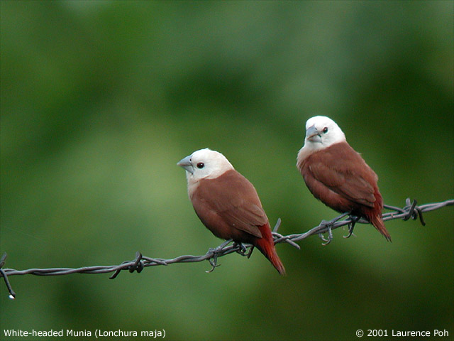 White-headed Munia (Lonchura maja)