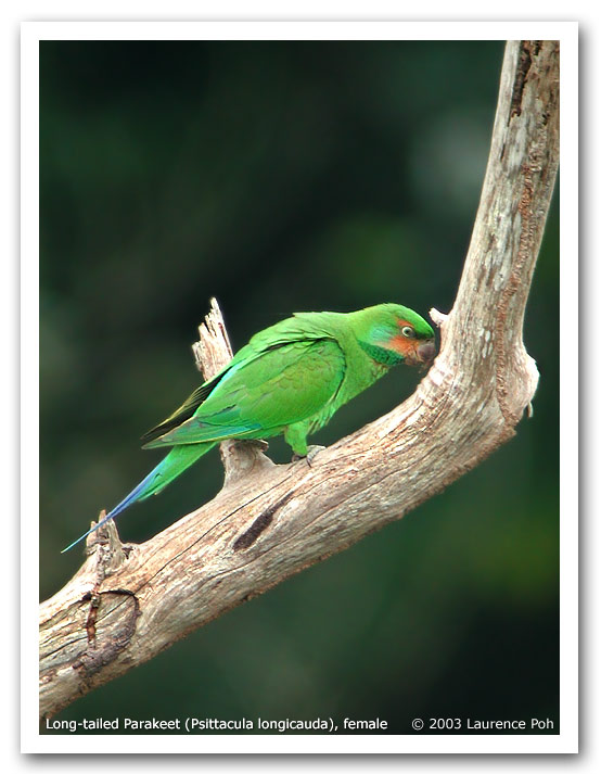 Long-tailed Parakeet (Psittacula longicauda), female
