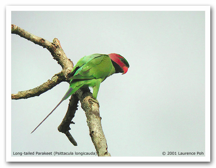 Long-tailed Parakeet (Psittacula longicauda)