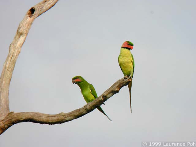 Long-tailed Parakeet (Psittacula longicauda)