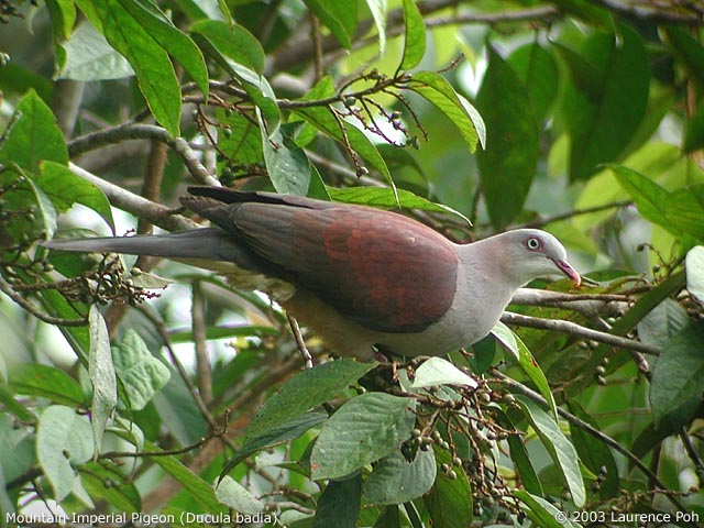 Mountain Imperial Pigeon (Ducula badia)