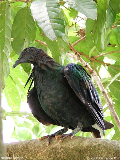 Nicobar Pigeon (Caloenas nicobarica)