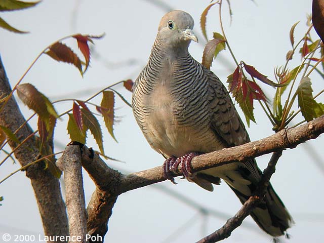 Peaceful Dove (Geopelia striata)