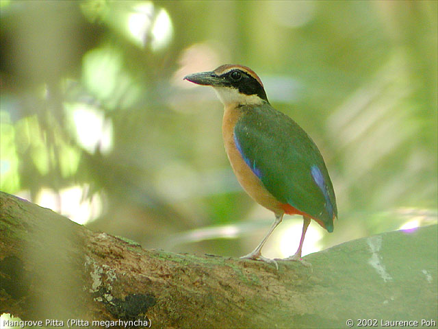 Mangrove Pitta (Pitta megarhyncha)