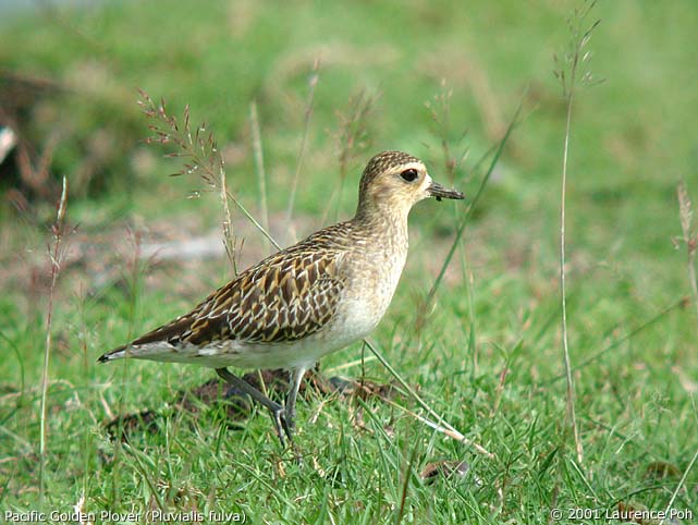 Pacific Golden Plover (Pluvialis fulva)