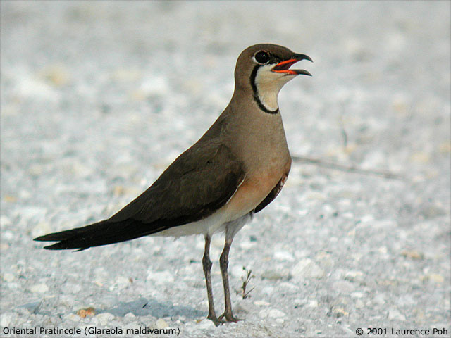 Oriental Pratincole (Glareola maldivarum)