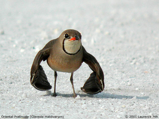 Oriental Pratincole (Glareola maldivarum)