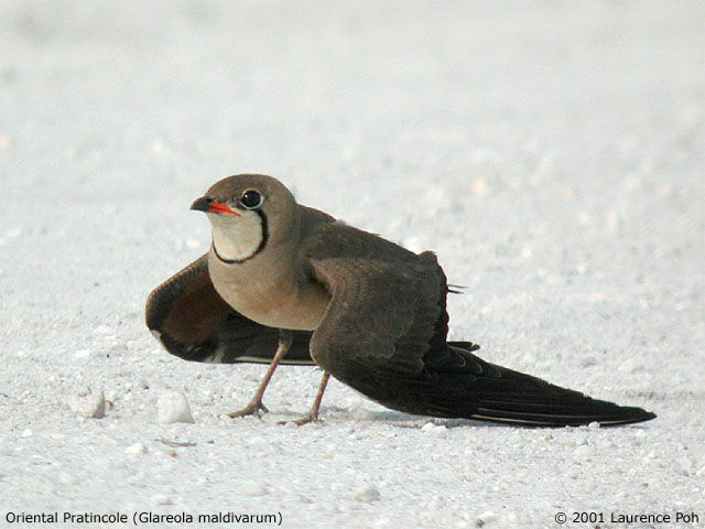 Oriental Pratincole (Glareola maldivarum)