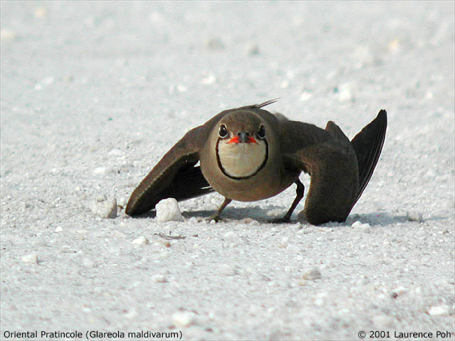 Oriental Pratincole (Glareola maldivarum)