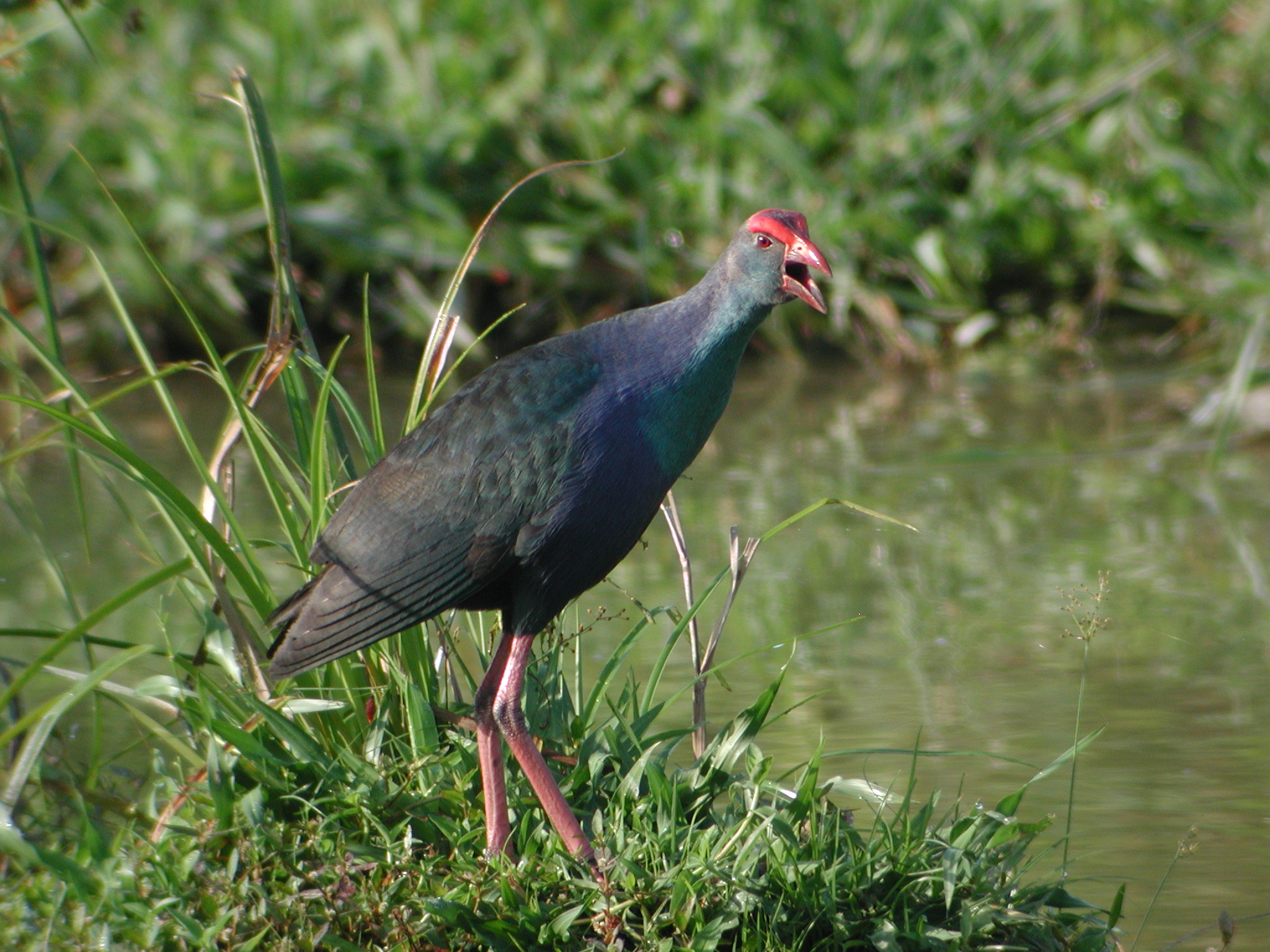 Purple Swamphen (Porphyrio porphyrio)