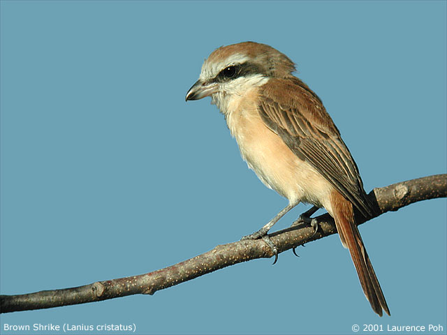 Brown Shrike (Lanius cristatus)