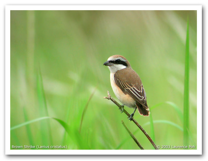 Brown Shrike (Lanius cristatus)