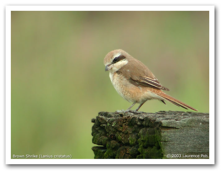 Brown Shrike (Lanius cristatus)