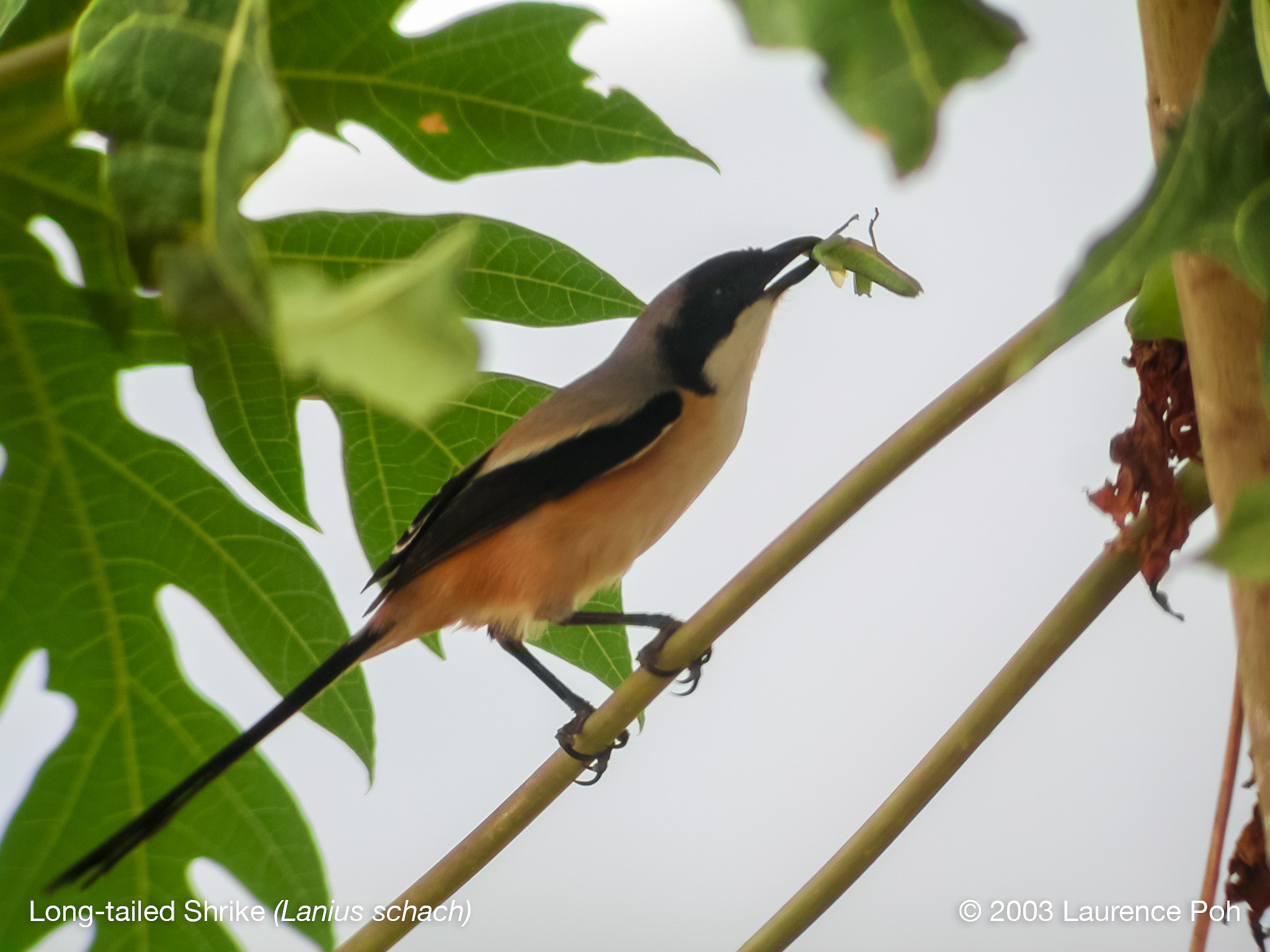 Long-tailed Shrike (Lanius schach)