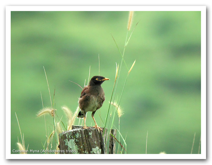 Common Myna (Acridotheres tristis)