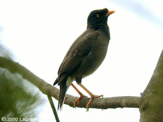 Jungle Myna