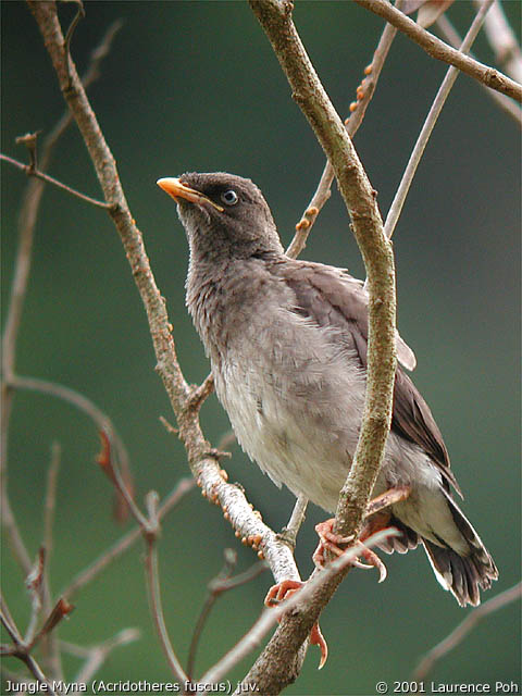 Jungle Myna (Acridotheres fuscus), juvenile
