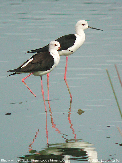 Black-winged Stilt (Himantopus himantopus)