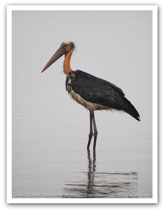 Lesser Adjutant (Leptoptilos javanicus)