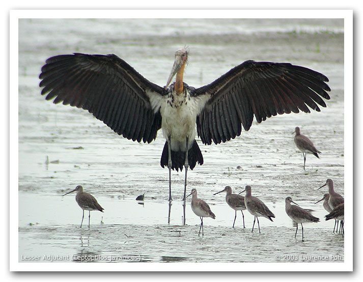 Lesser Adjutant (Leptoptilos javanicus)