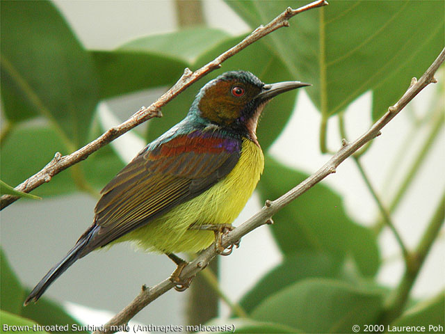 Brown-throated Sunbird (Anthreptes malacensis), male