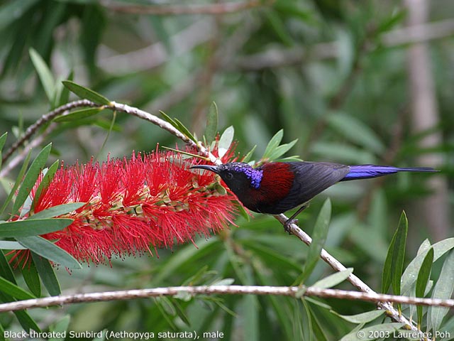 Black-throated Sunbird (Aethopyga saturata), male