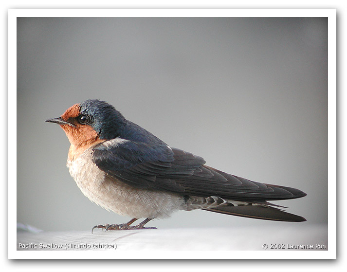 Pacific Swallow (Hirundo tahitica)