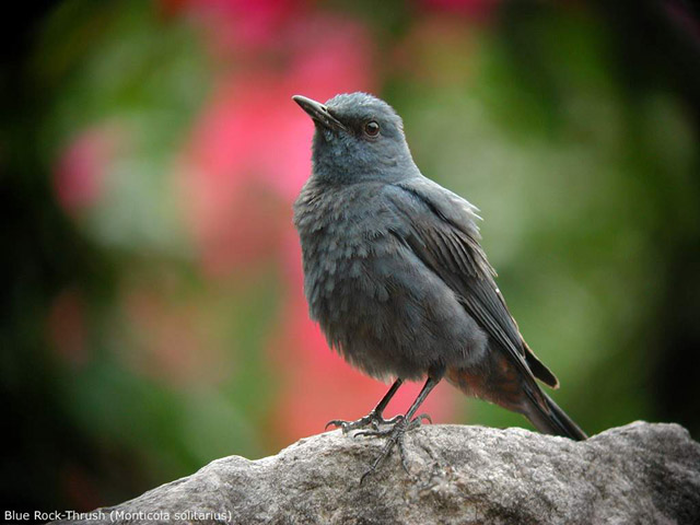 Blue Rock-Thrush (Monticola solitarius)