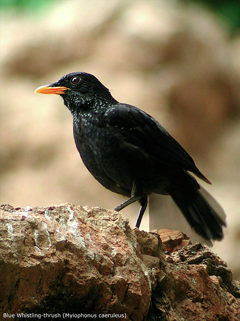 Blue Whistling-Thrush (Myiophonus caeruleus)