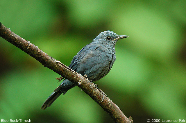 Blue Rock-Thrush (Monticola solitarius)