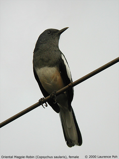 Oriental Magpie Robin (Copsychus saularis), female