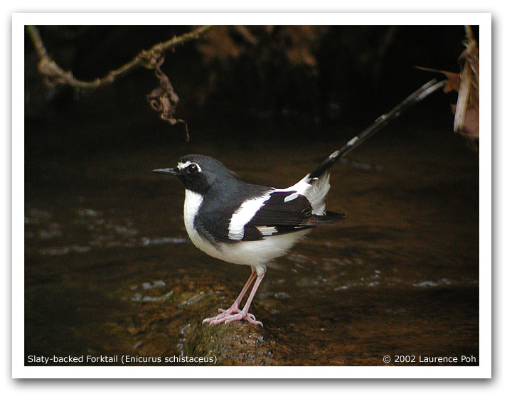 Slaty-backed Forktail (Enicurus schistaceus)