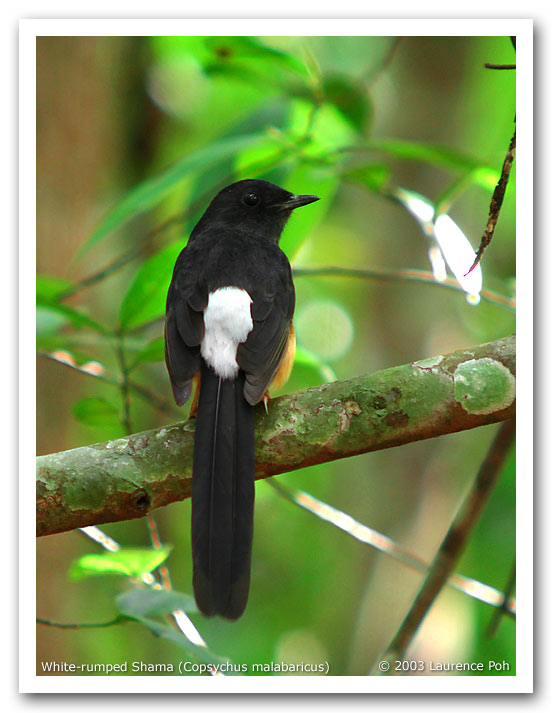 White-rumped Shama (Copsychus malabaricus), female