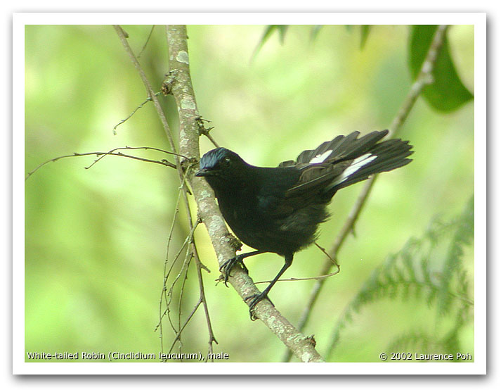 White-tailed Robin (Cinclidium leucurum), male